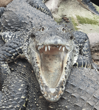 Krokodille Zoo - Krokodiller - Kaimaner - Alligatorer - Gavialer